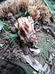 Ramaria