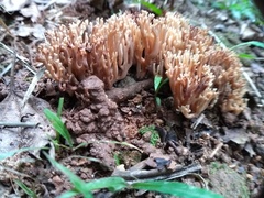 Ramaria
