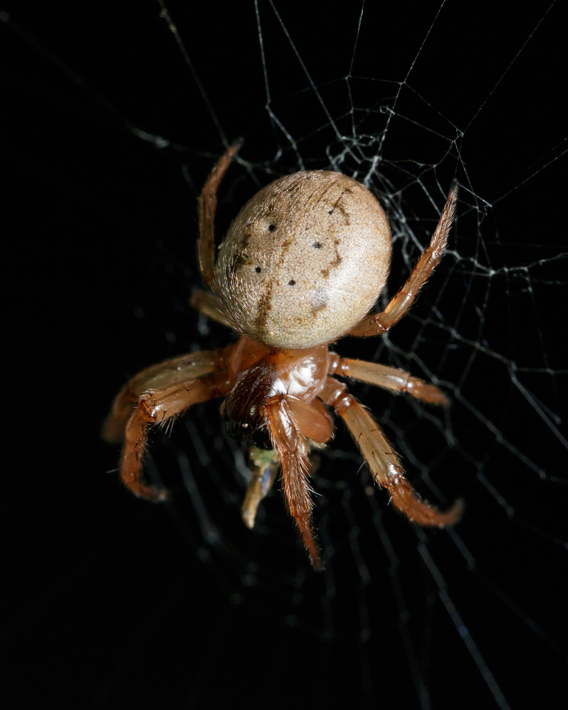 orb weavers