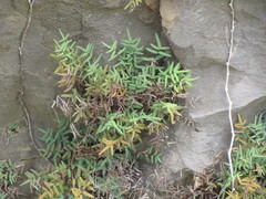 Pellaea glabella