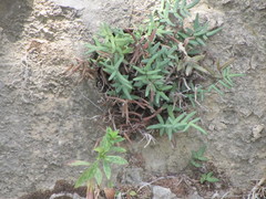 Pellaea glabella