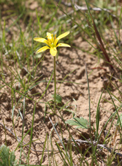 Gagea bulbifera