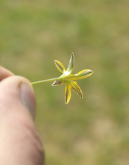 Gagea bulbifera
