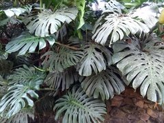 Monstera deliciosa