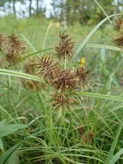 Cyperus engelmannii