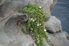 Disphyma australe australe