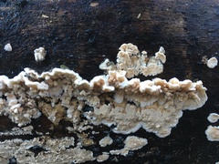 Cylindrobasidium laeve