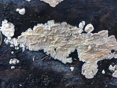 Cylindrobasidium laeve