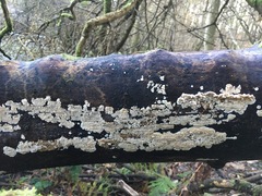 Cylindrobasidium laeve