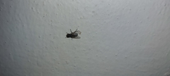 Musca domestica