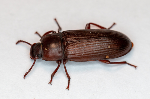Yellow Mealworm Beetle