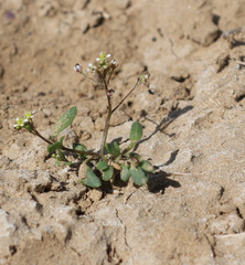 Hornungia procumbens