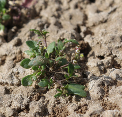 Hornungia procumbens