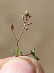 Hornungia procumbens