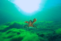 Euastacus bispinosus