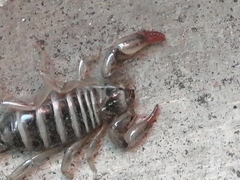 Scorpiones