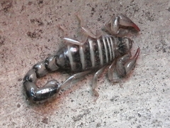 Scorpiones