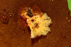 Sporophagomyces
