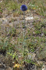Echinops armatus