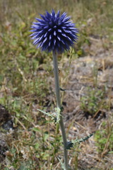 Echinops armatus
