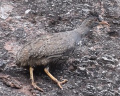 Nothoprocta pentlandii