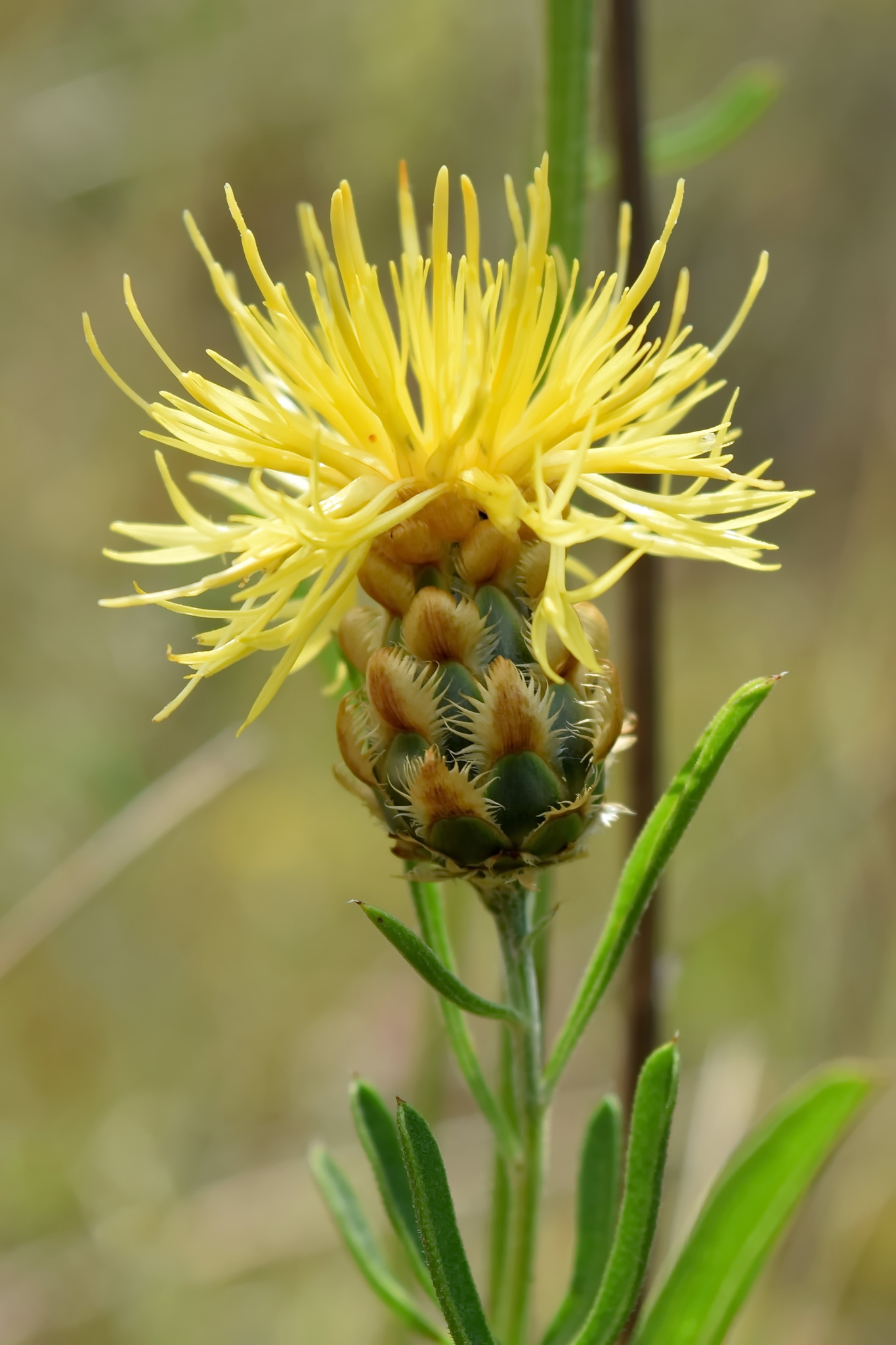 Centaurea orientalis