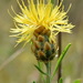 Caucasian Knapweed - Photo (c) Вадим, some rights reserved (CC BY-NC), uploaded by Вадим