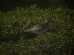 Pluvialis squatarola