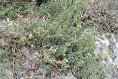 Medicago cretacea