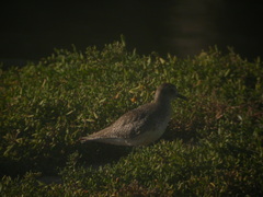 Pluvialis squatarola