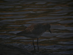 Pluvialis squatarola