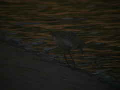 Pluvialis squatarola