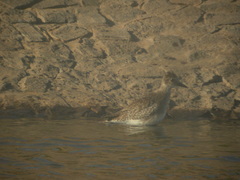 Pluvialis squatarola