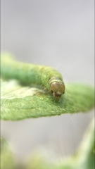 Cacoecimorpha pronubana