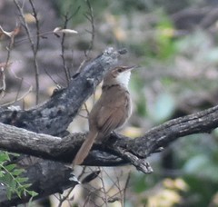 Tarphonomus certhioides