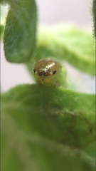 Cacoecimorpha pronubana