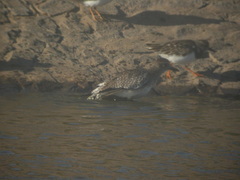 Pluvialis squatarola