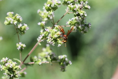 Montezumia ferruginea