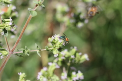 Augochloropsis tupacamaru