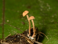 Tubaria conspersa
