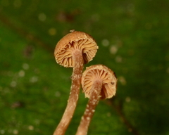 Tubaria conspersa