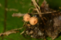Tubaria conspersa