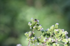 Anthodioctes megachiloides