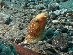 Ophichthus polyophthalmus