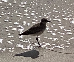 Pluvialis squatarola