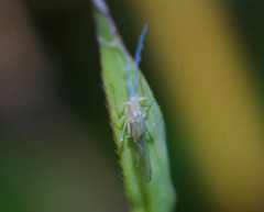 Takecallis arundinariae