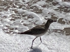 Pluvialis squatarola