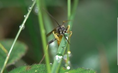 Ichneumonidae