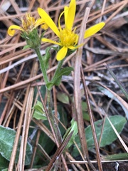 Chrysopsis gossypina