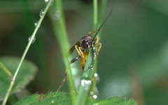 Ichneumonidae